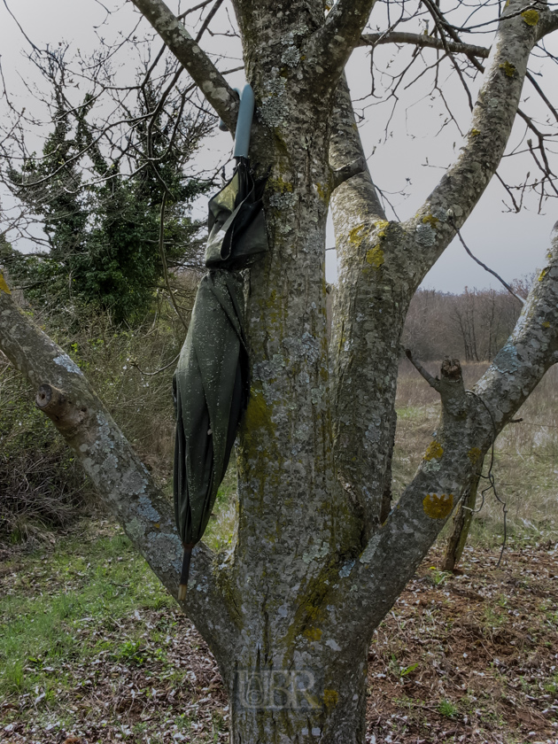 regenschirm_im_baum_istrien