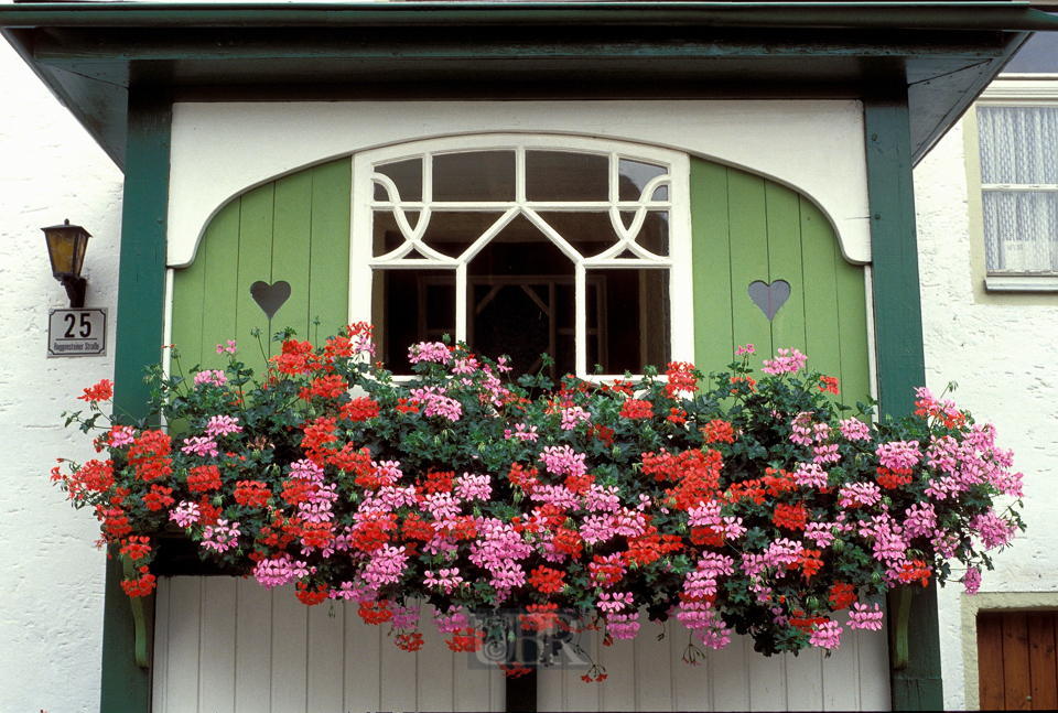 balkon_mit_geranien