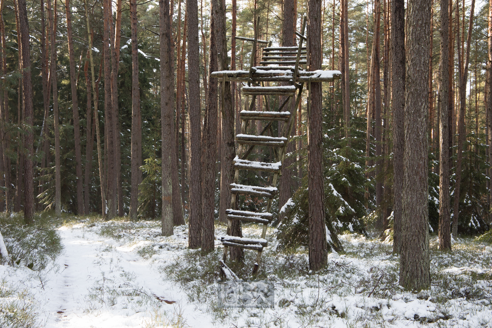 hochsitz_im_wald