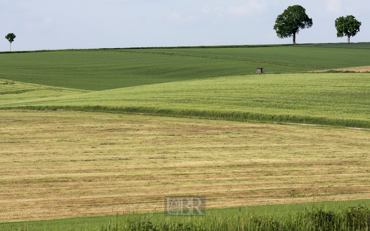 feld_getreide_juni_02