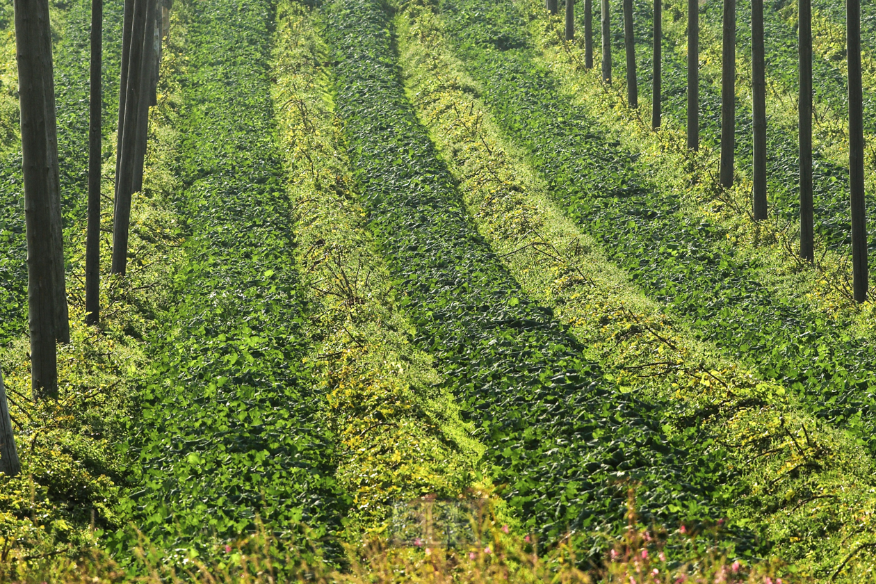 feld_hopfen_abgeerntet