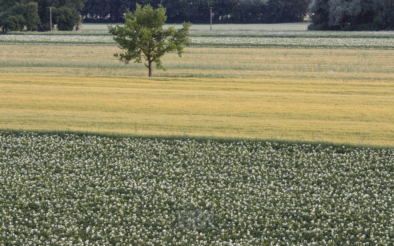 feld_mit_baum_neufahrn