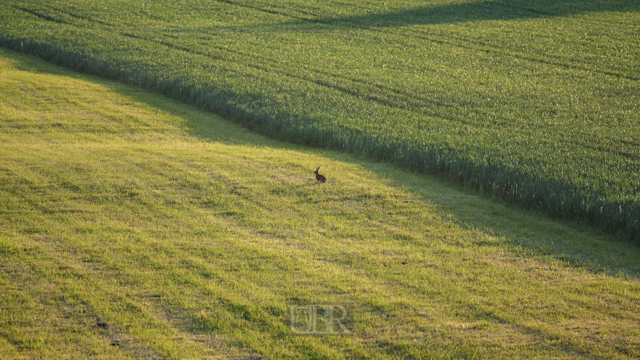 feld_mit_hase