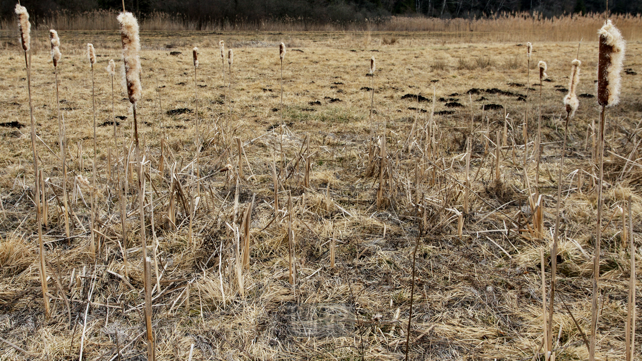 feld_pumpel_kolben