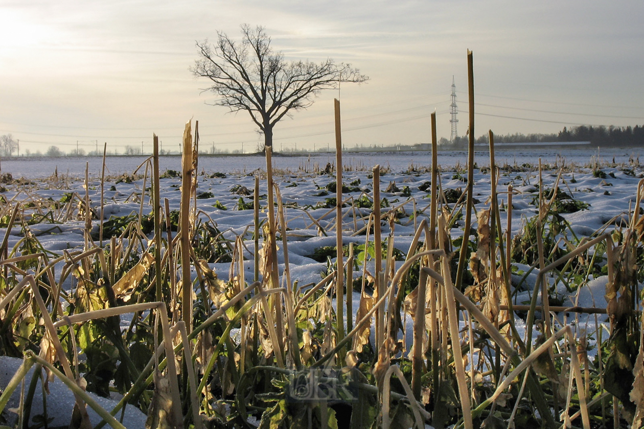 feld_zwischenfrucht_mit_baum