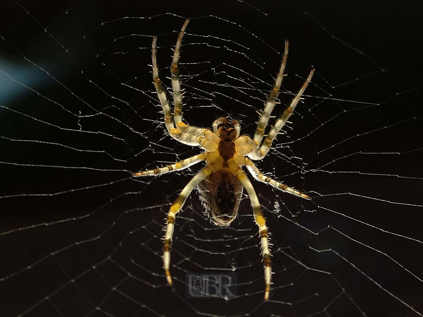 spinne_04_kueche