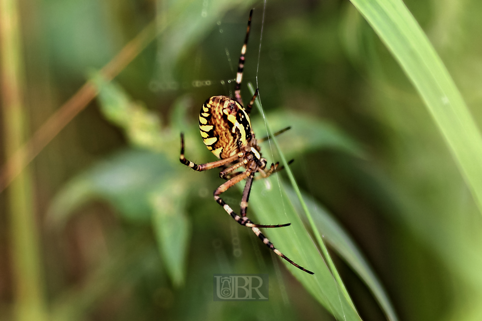 spinne_im_gras_01