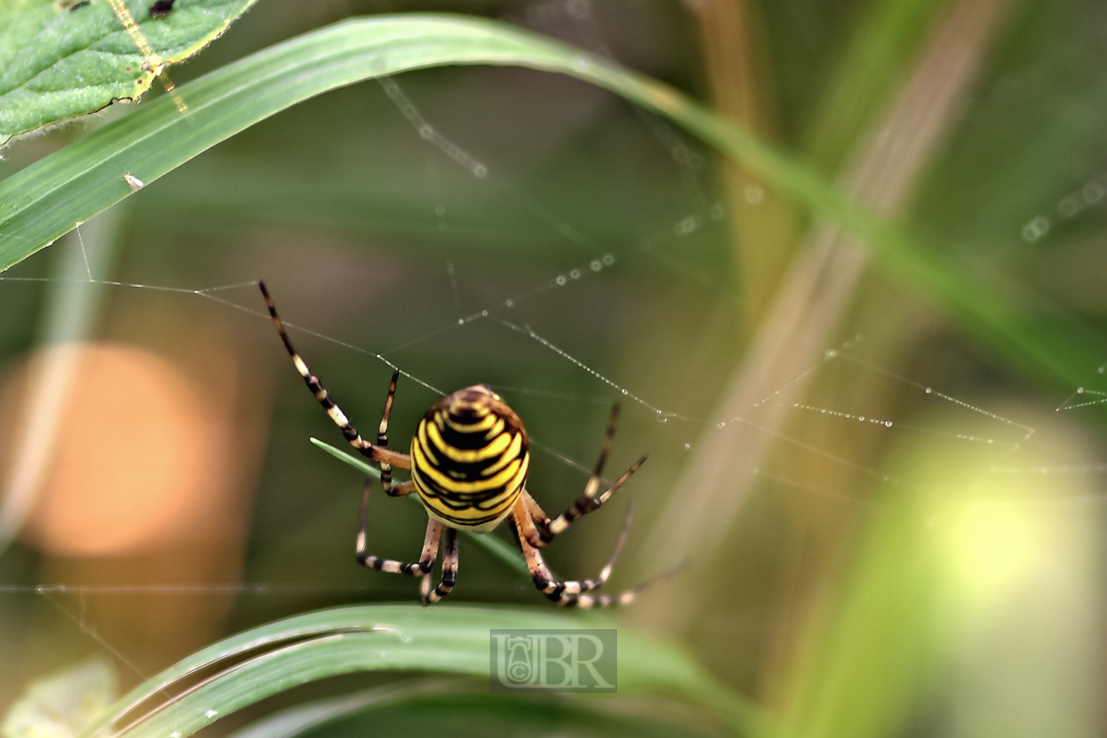 spinne_im_gras_02