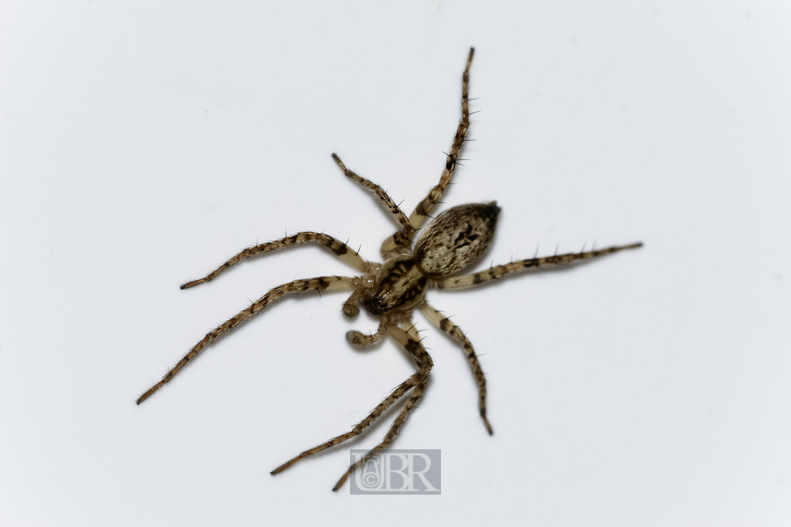 spinne_kueche_151