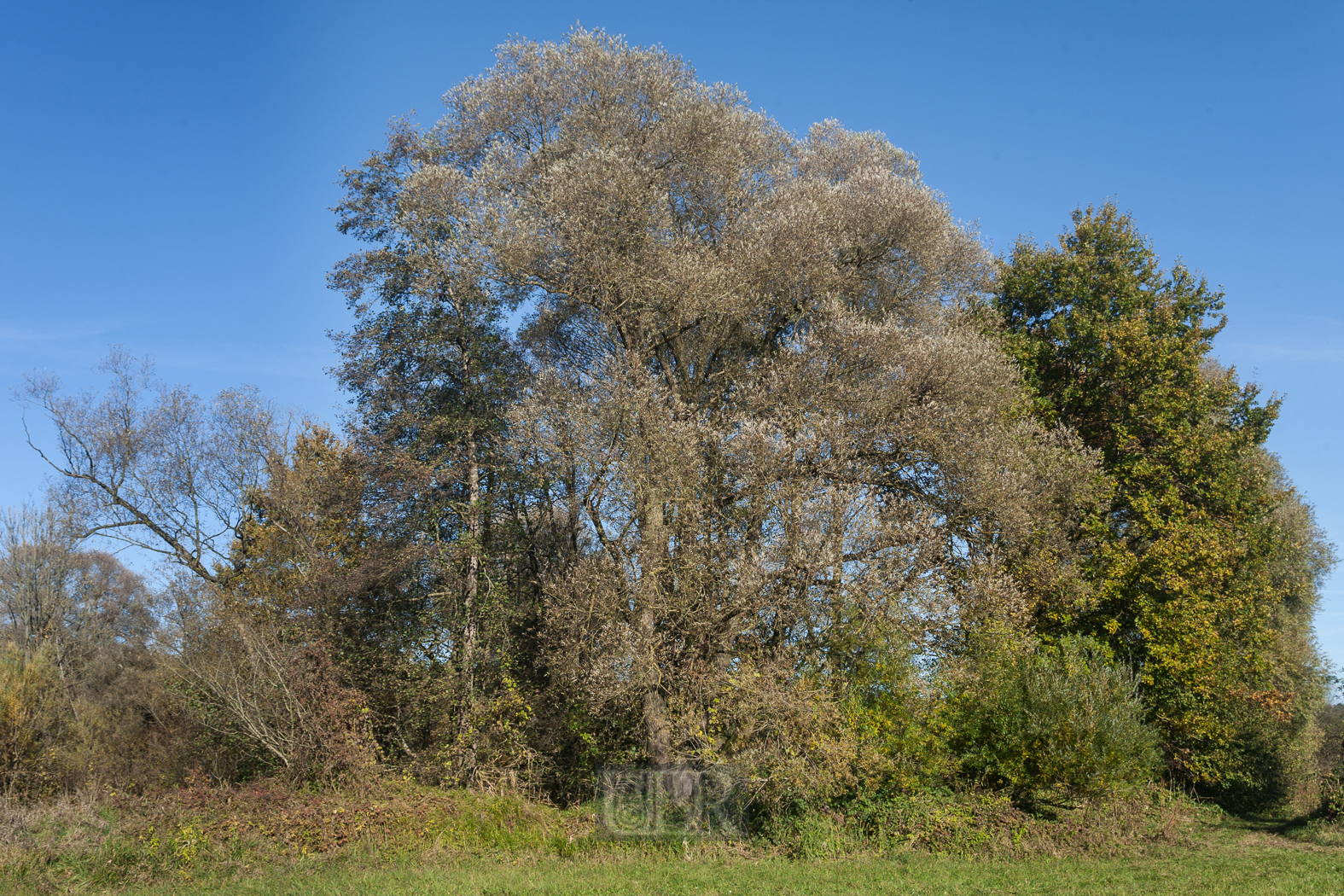 In den Amperauen - Altwasser bei Palzing