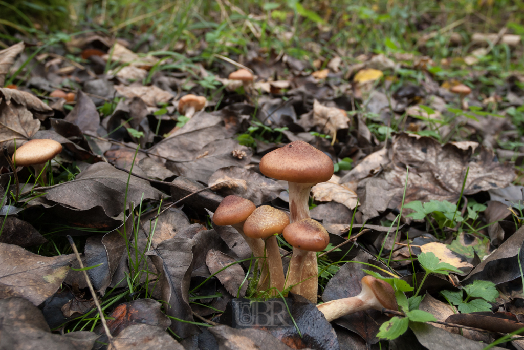 Pilze auf freier Wildbahn