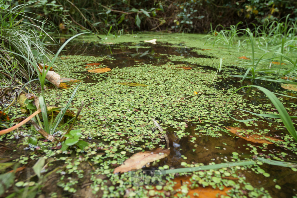 Ein Wasserloch