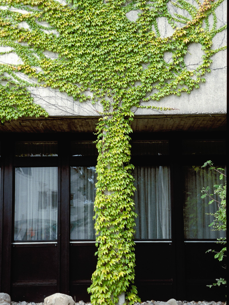 005_baum_aus_wein