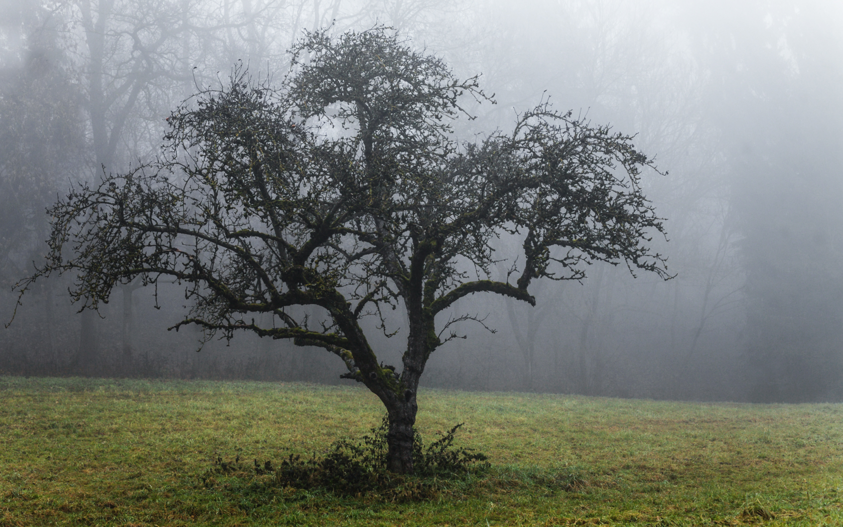 baeume_im_nebel_01