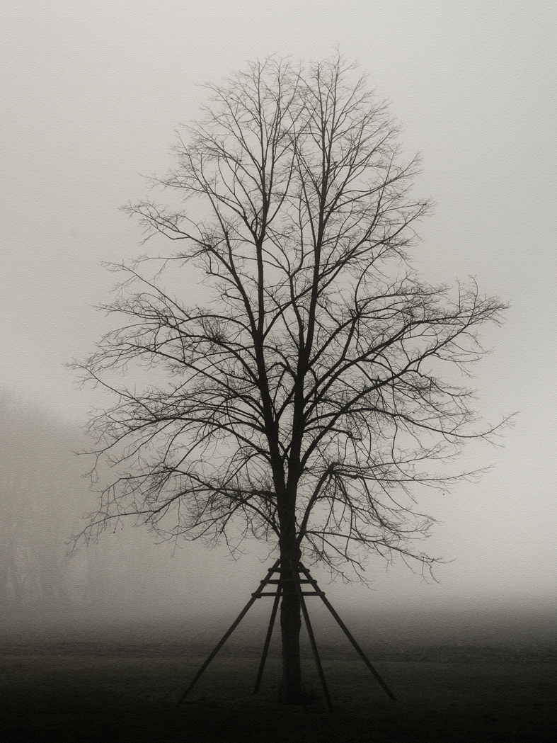 baeume_nebel_silhouette_04b
