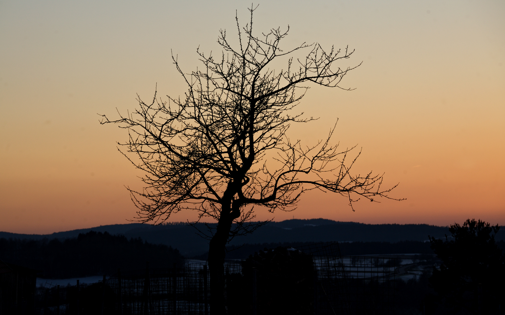 baum_2_oberrandsberg