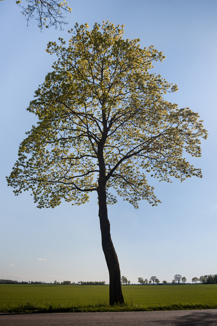 baum_dietersheim_isar_02