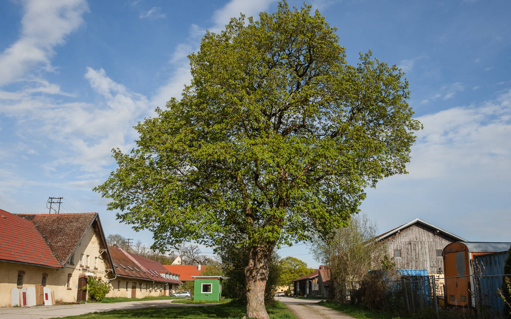 baum_erching_portrait_13