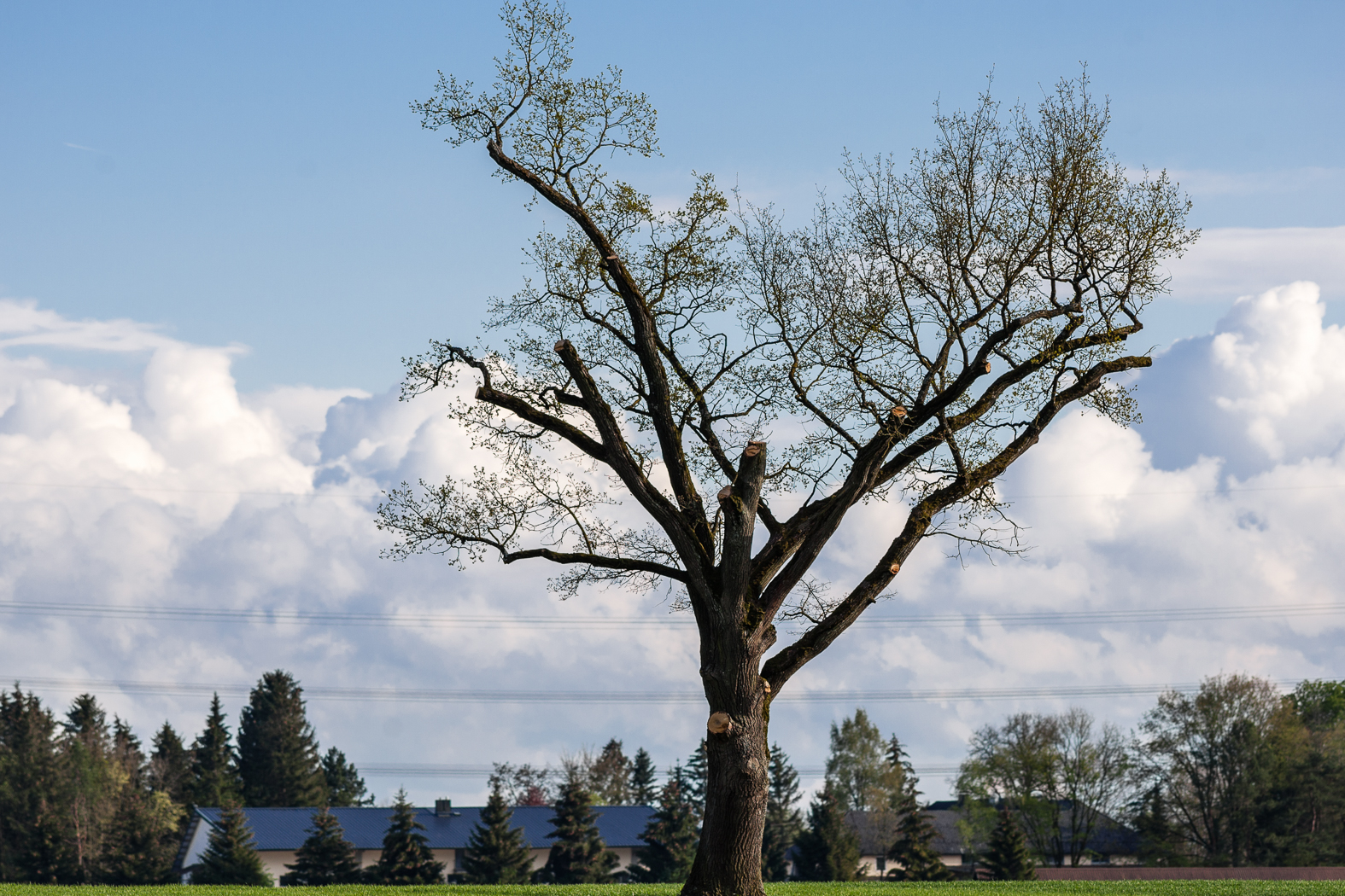 baum_erching_portrait_15
