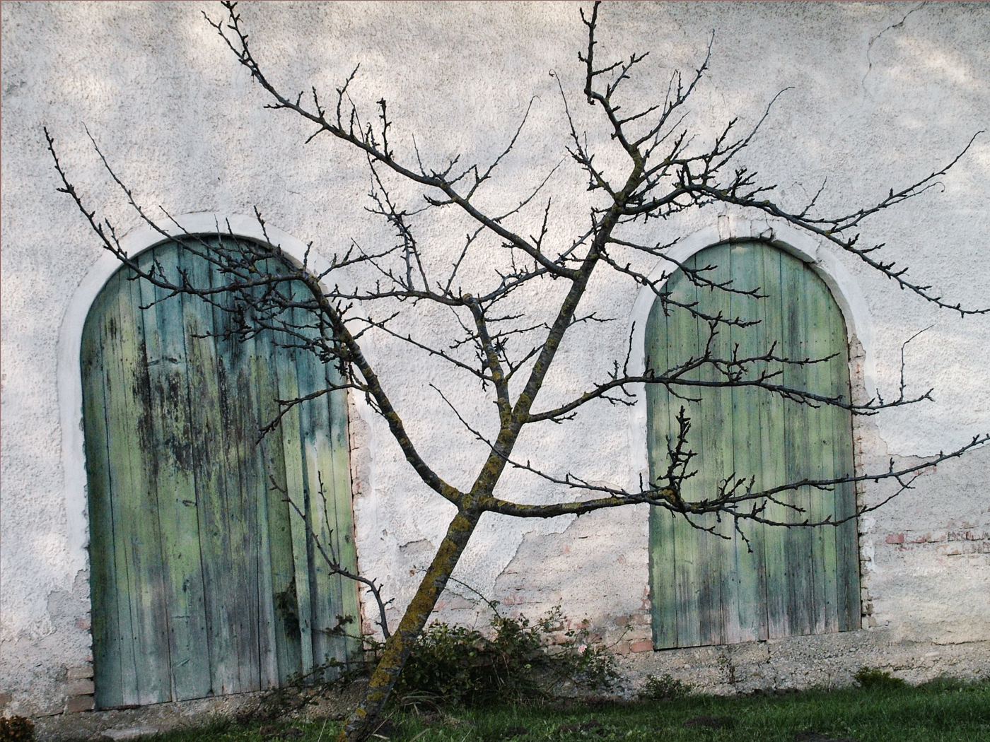 baum_fassade_02