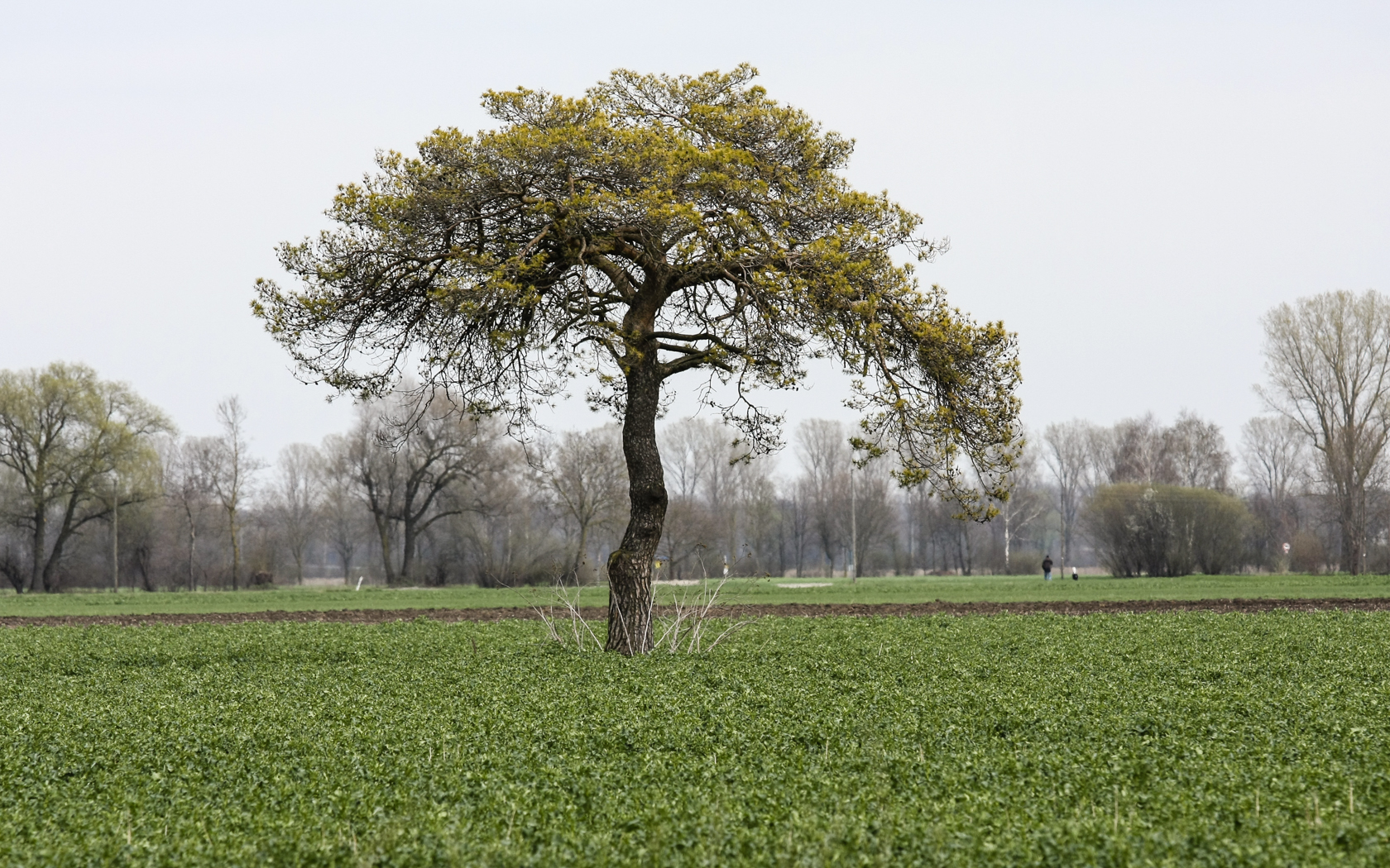 baum_im_moos_2