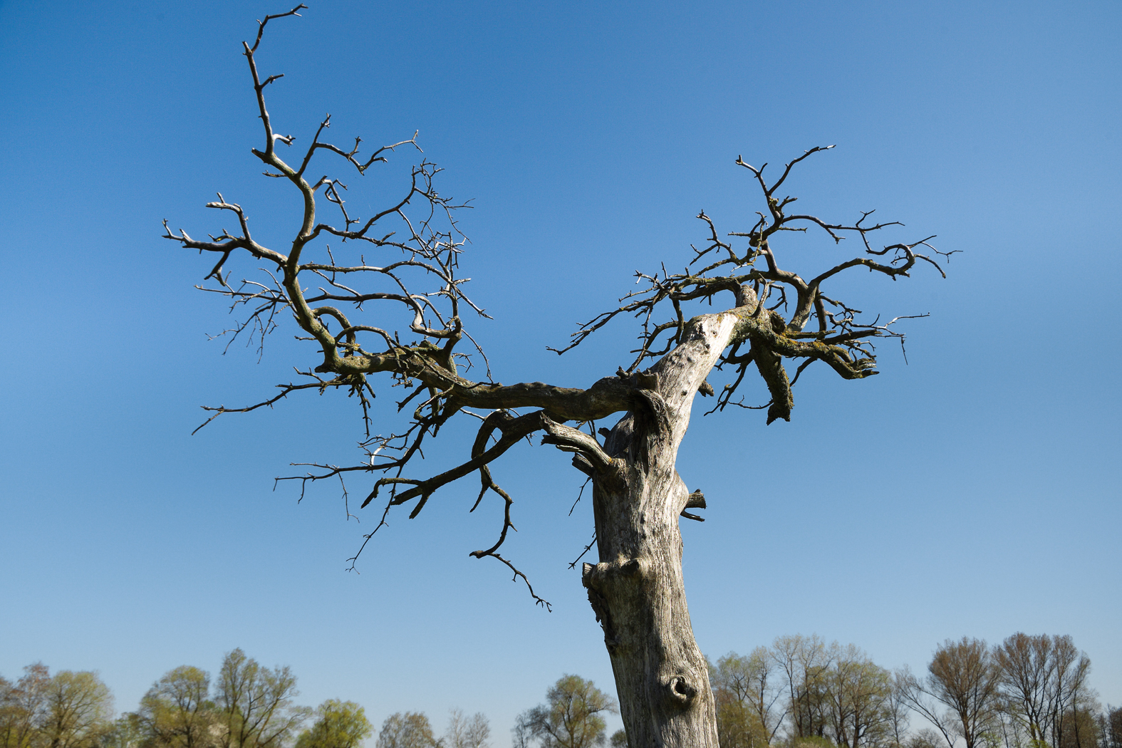 baum_im_moos_9