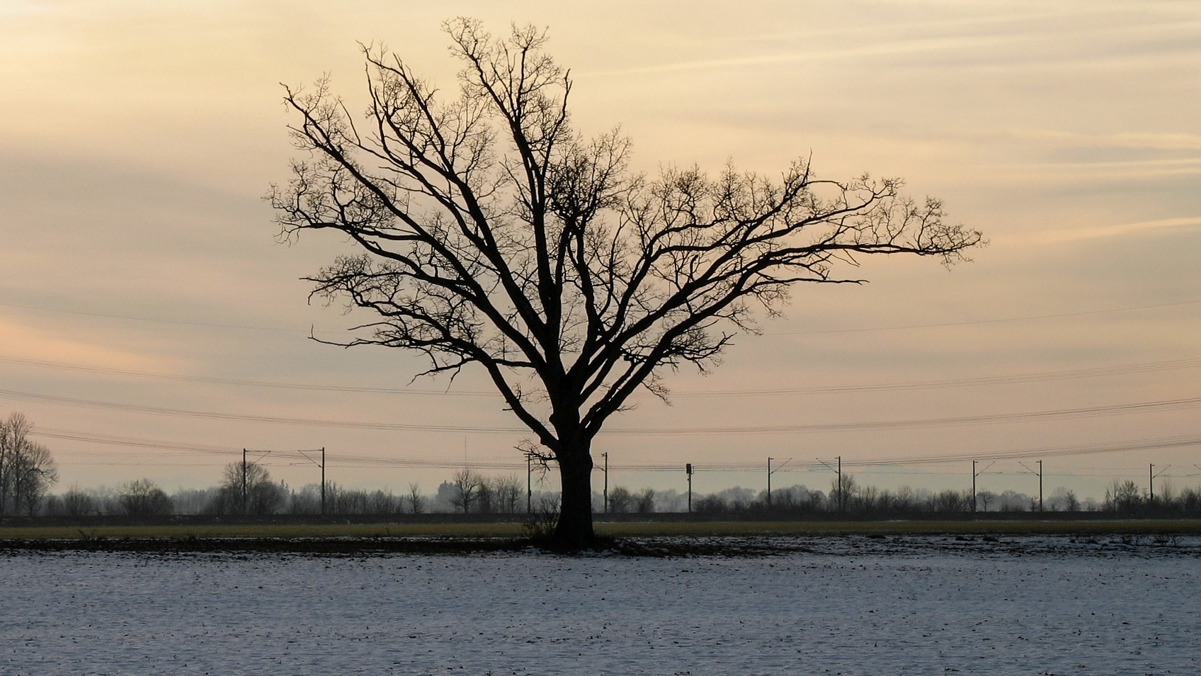 baum_im_morgenlicht_611