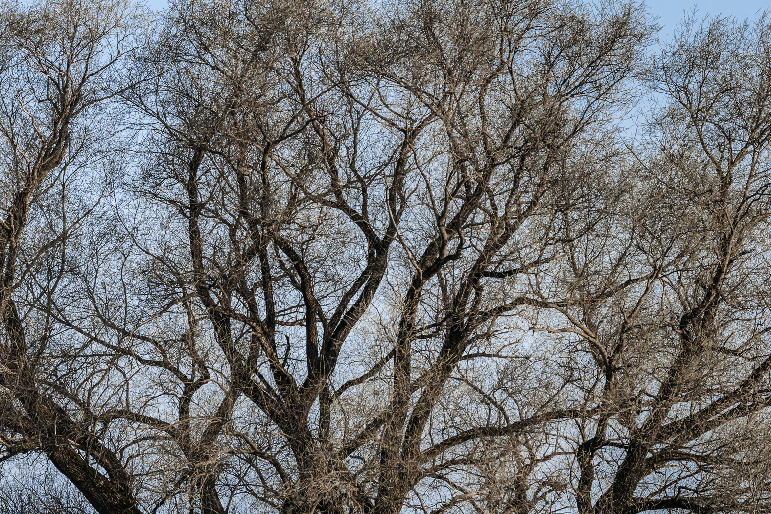 baum_krone_fruehjahr