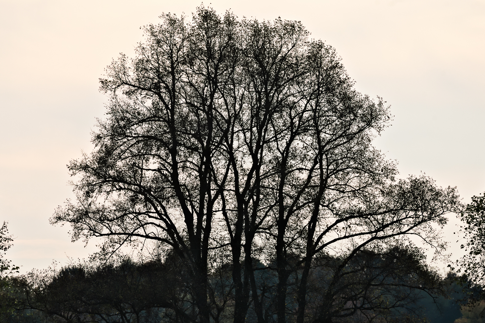 baum_silhouette_1