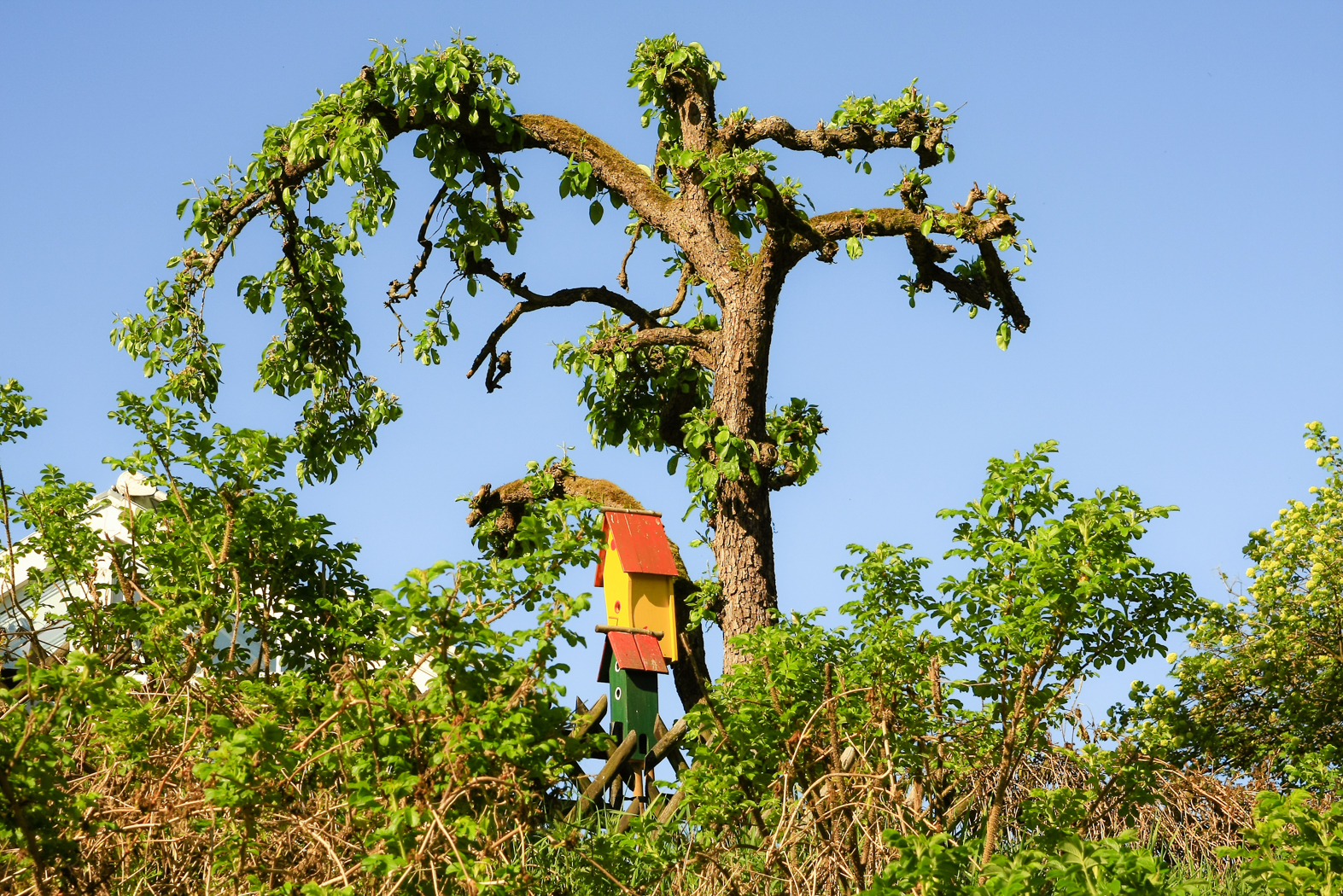 baum_vogelhaeuschen