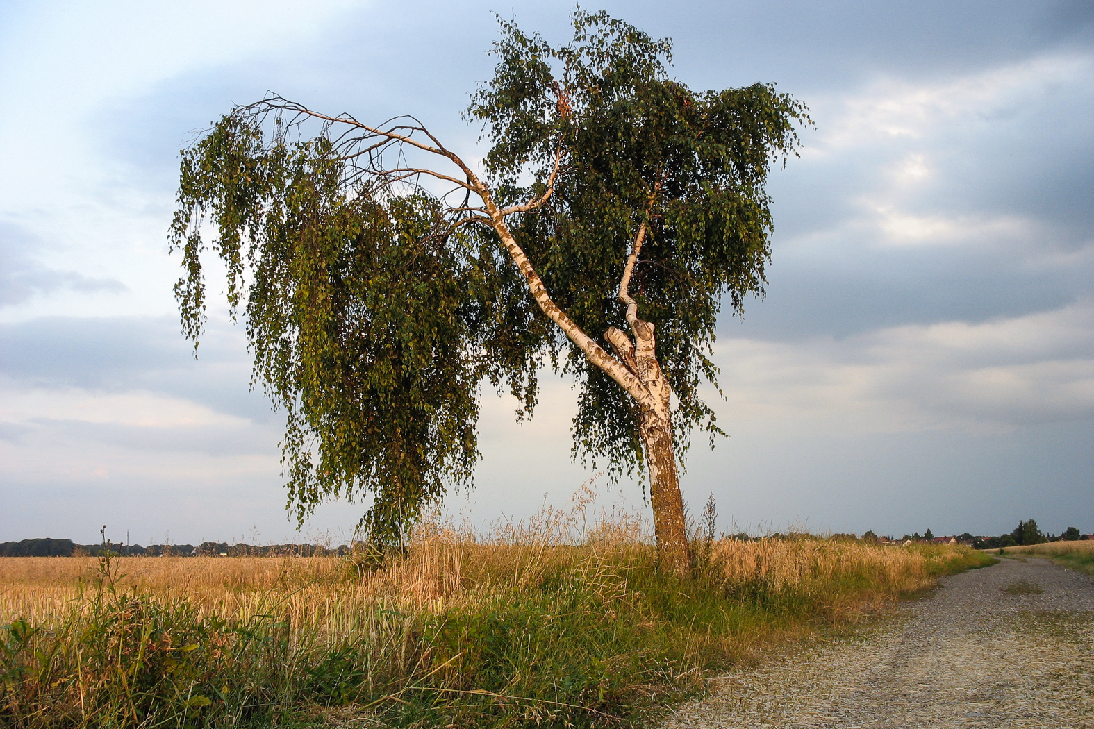 birke_am_wegesrand_neufahrn