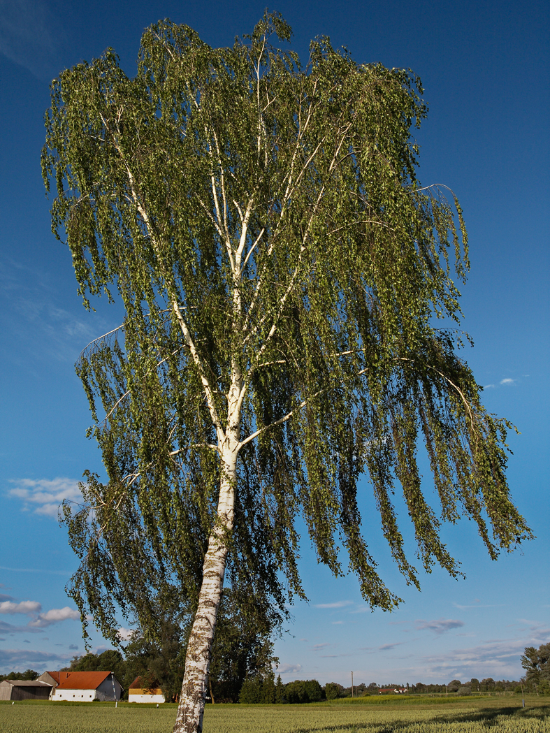 birke_im_wind_01