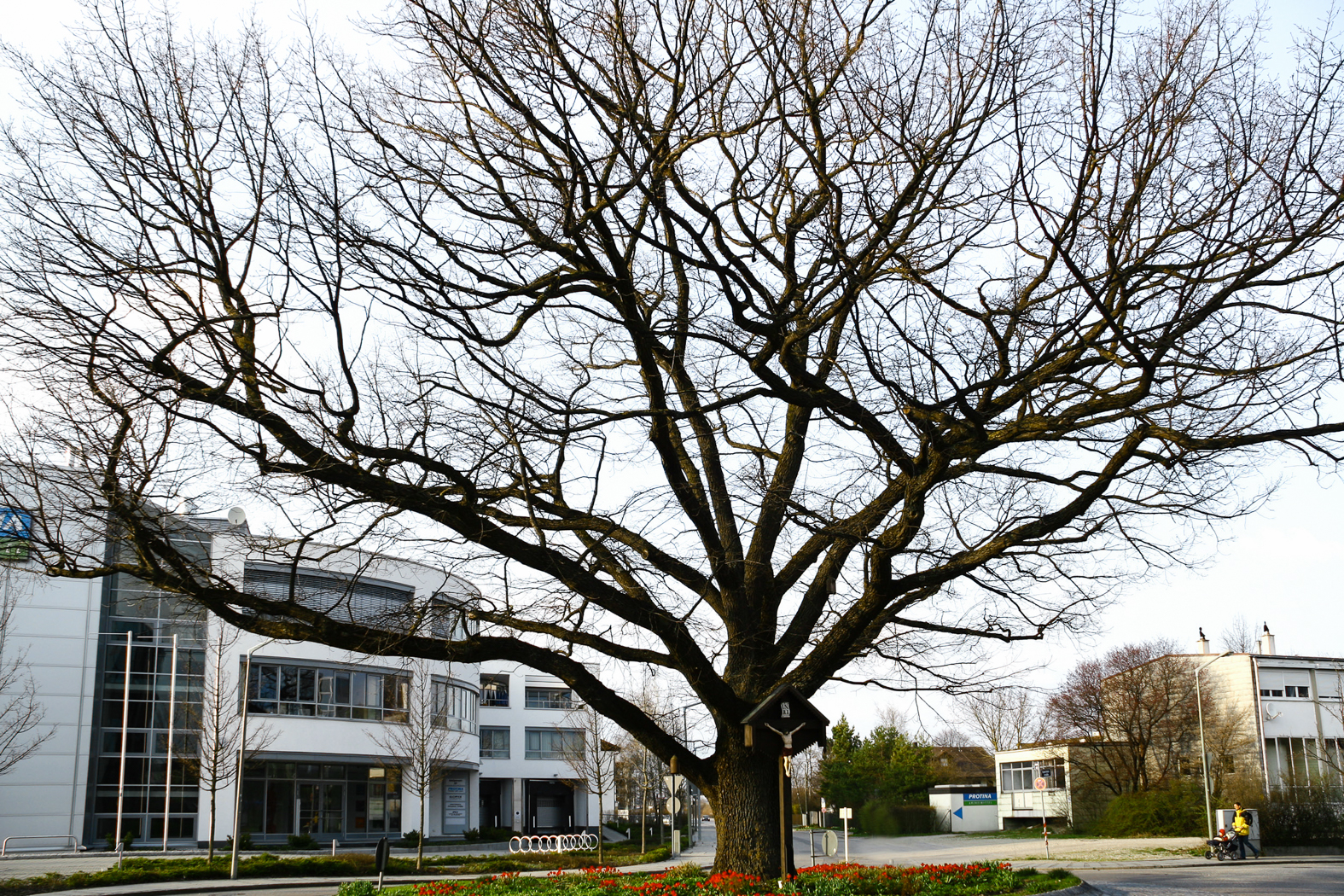 eiche_adaperostr_ismaning_1
