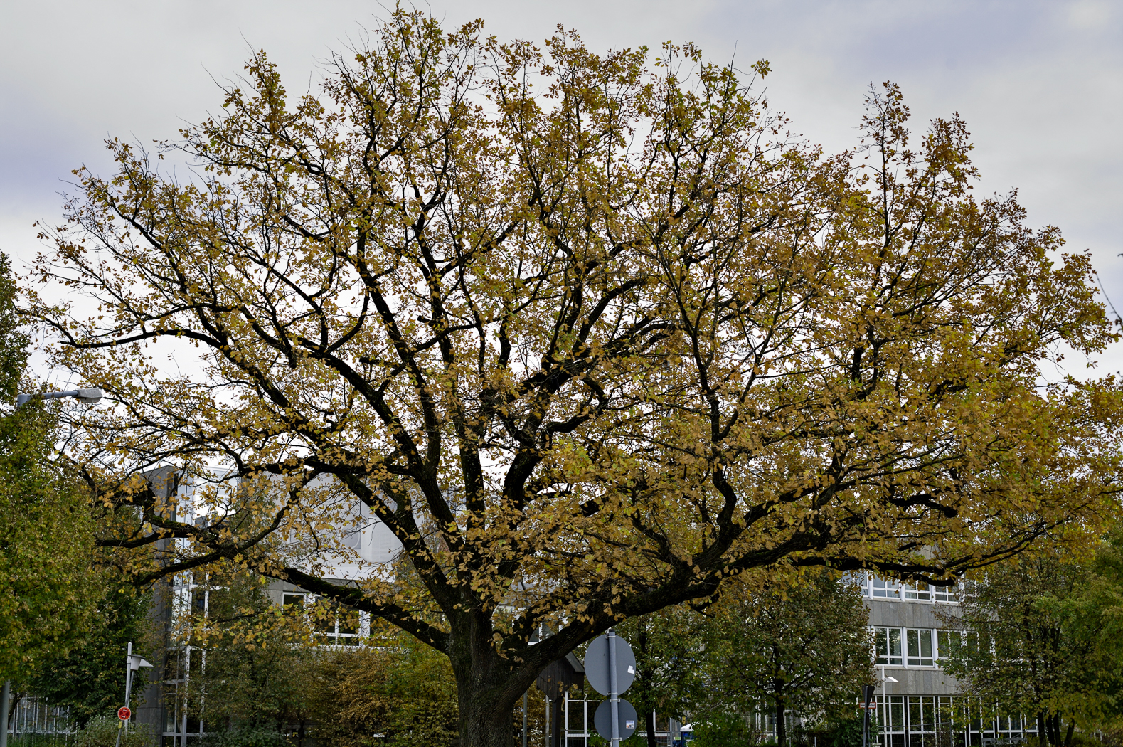 eiche_adaperostr_ismaning_3