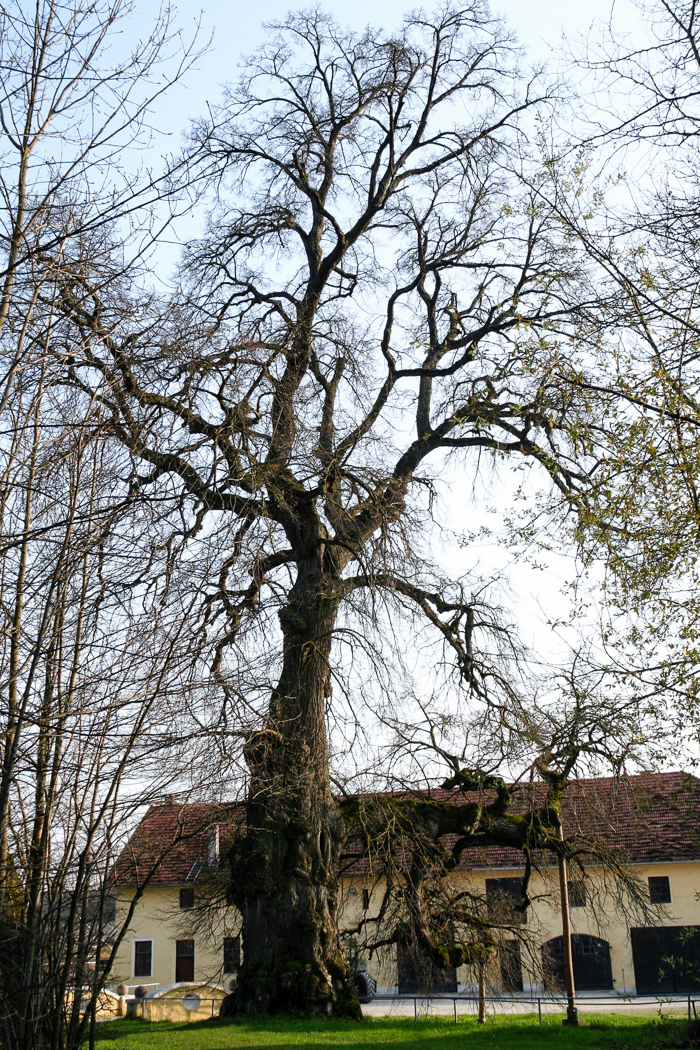 eiche_erching_1