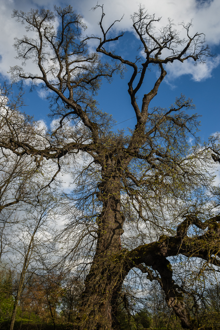 eiche_erching_4