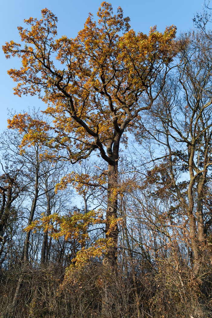 eiche_herbstrot_01