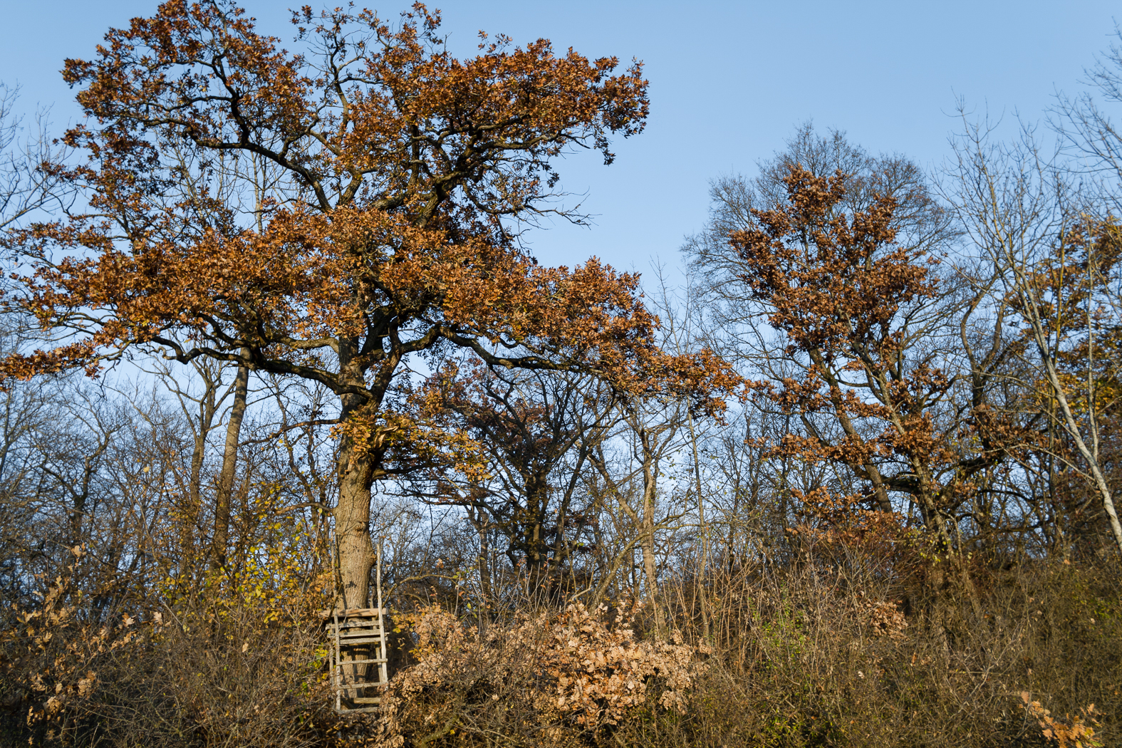 eiche_herbstrot_02