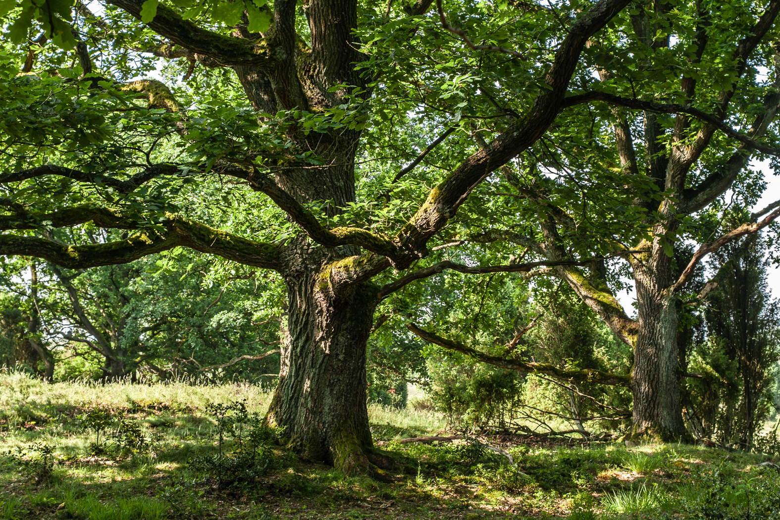 eiche_lueneburger_heide_1