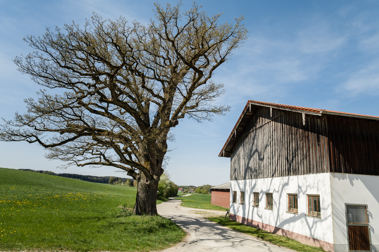 eiche_naehe_ebersberg_02