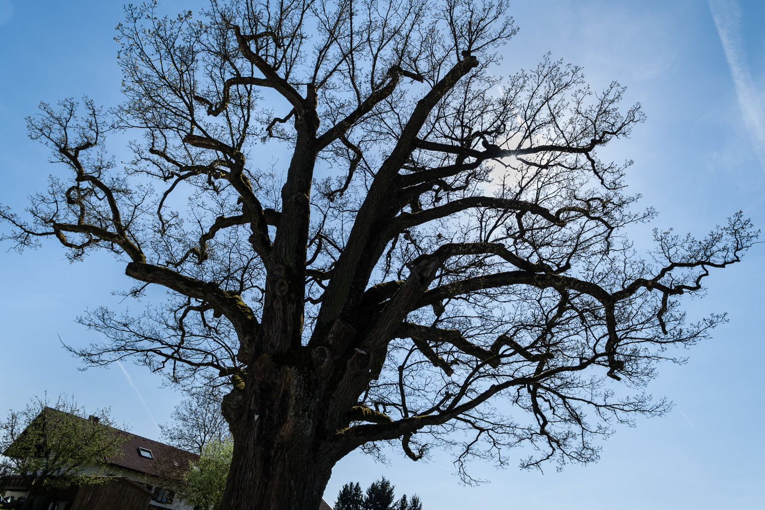 eiche_naehe_ebersberg_03