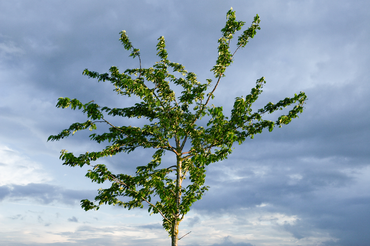kirschbaum_im_abendwind