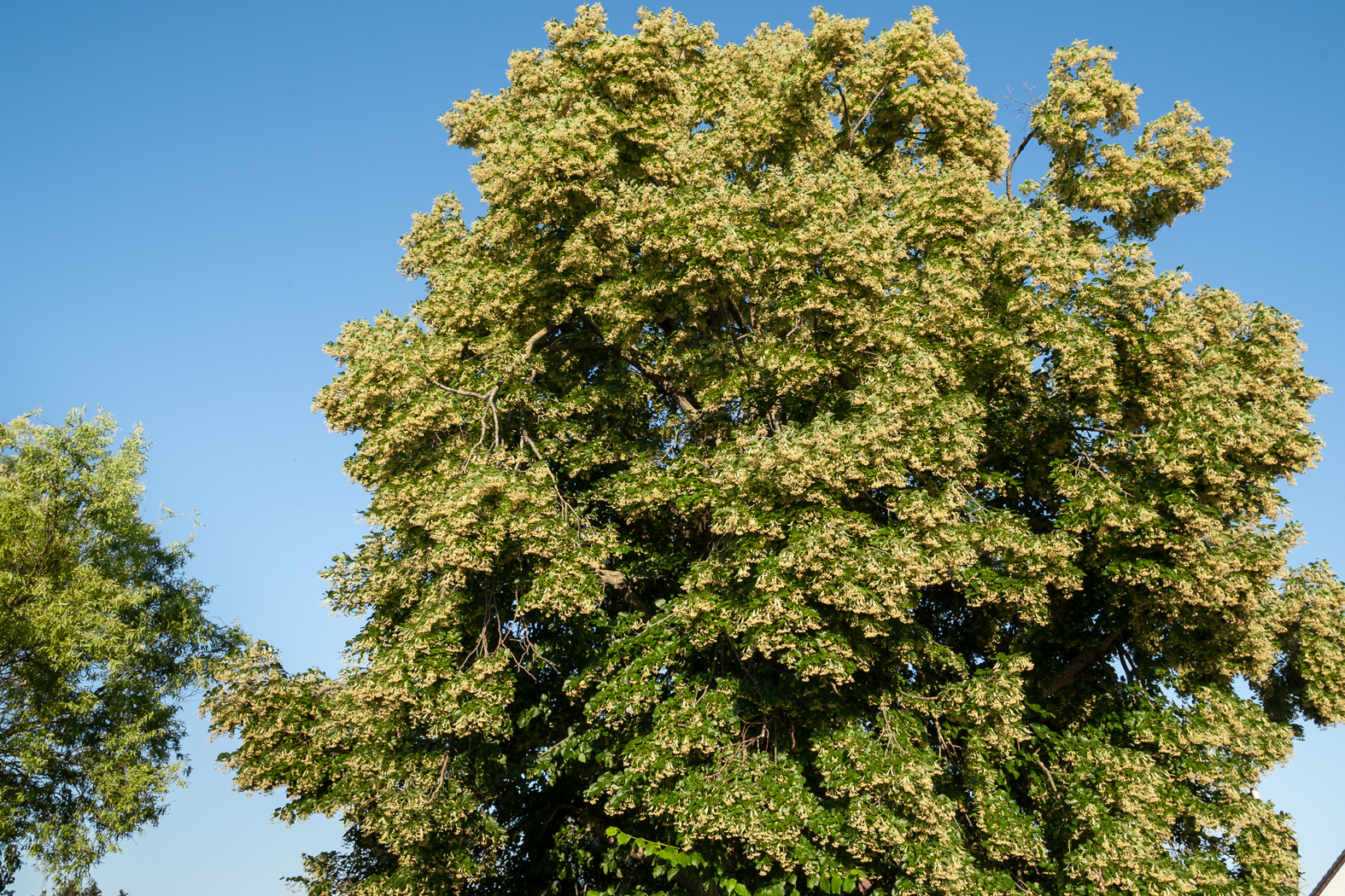 linden_blueten_pracht_02