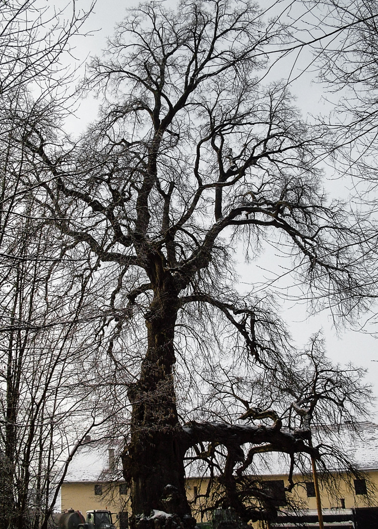 morgens_04_baum