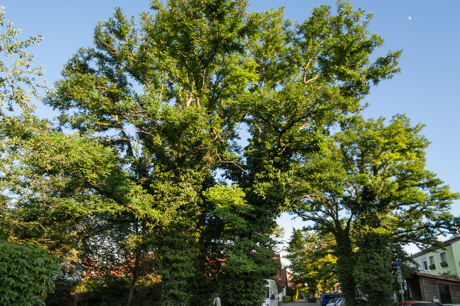 robinie_robinie_01
