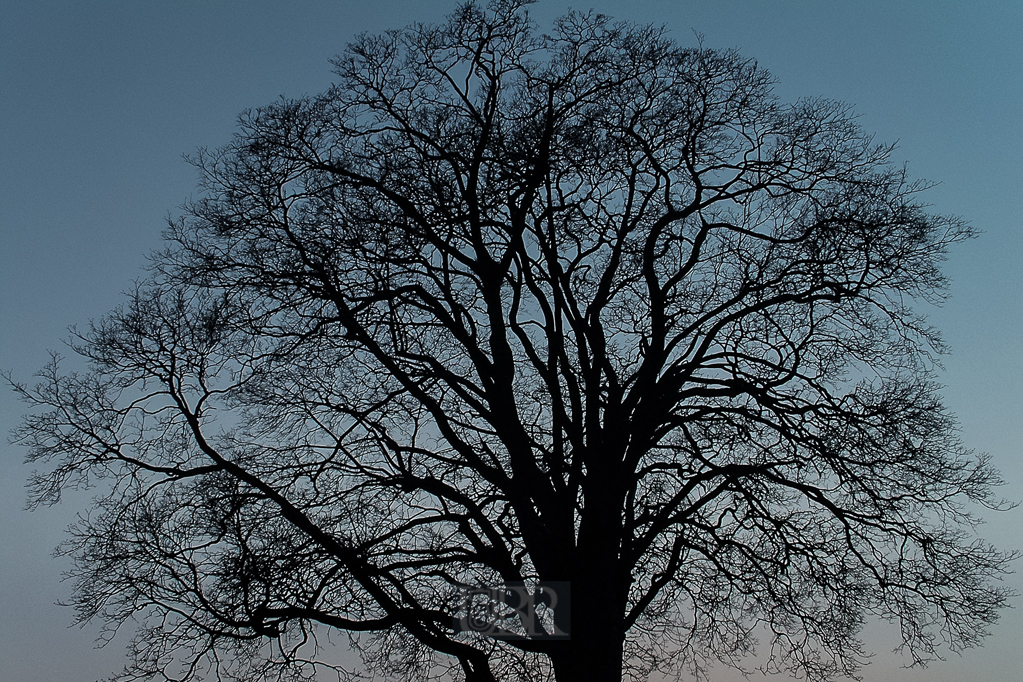 noch_ein_baum_01