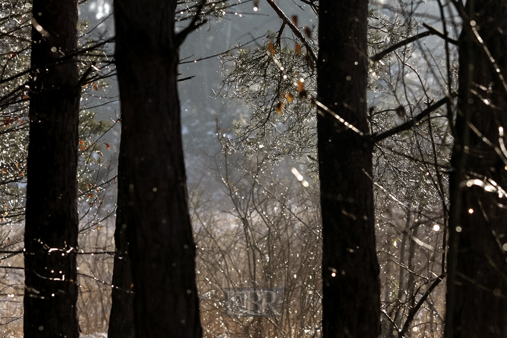 wald_glitzert_dunkel_01