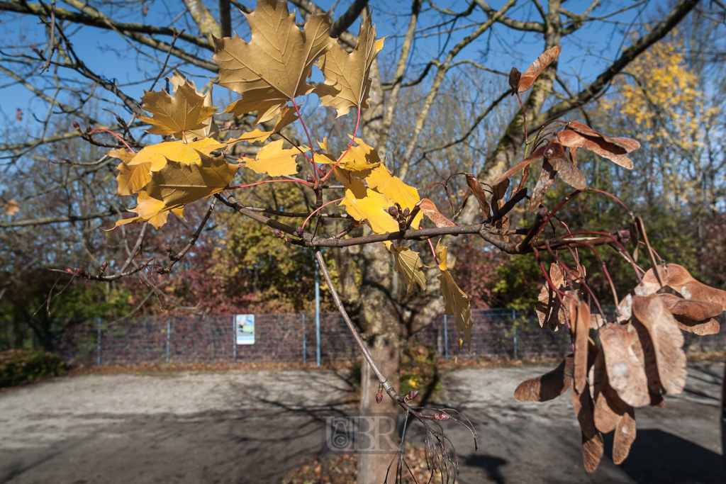 ahorn_knospe_blatt_frucht_herbst