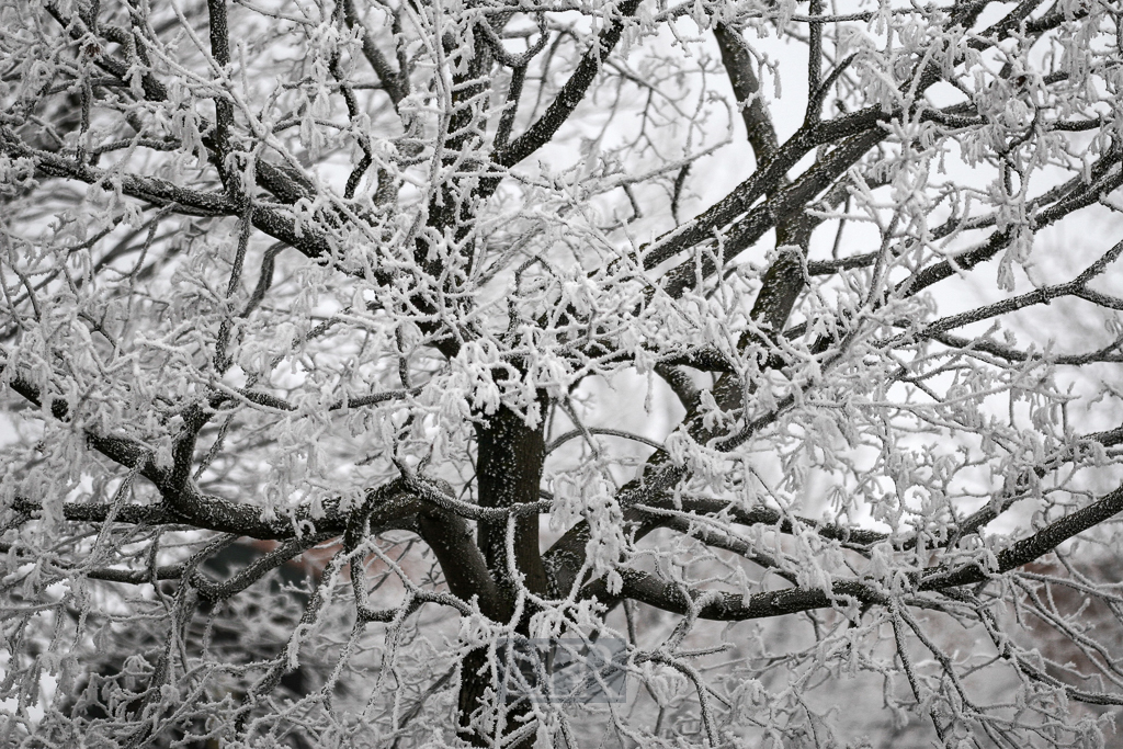 baum_bei_neufun_winter_152