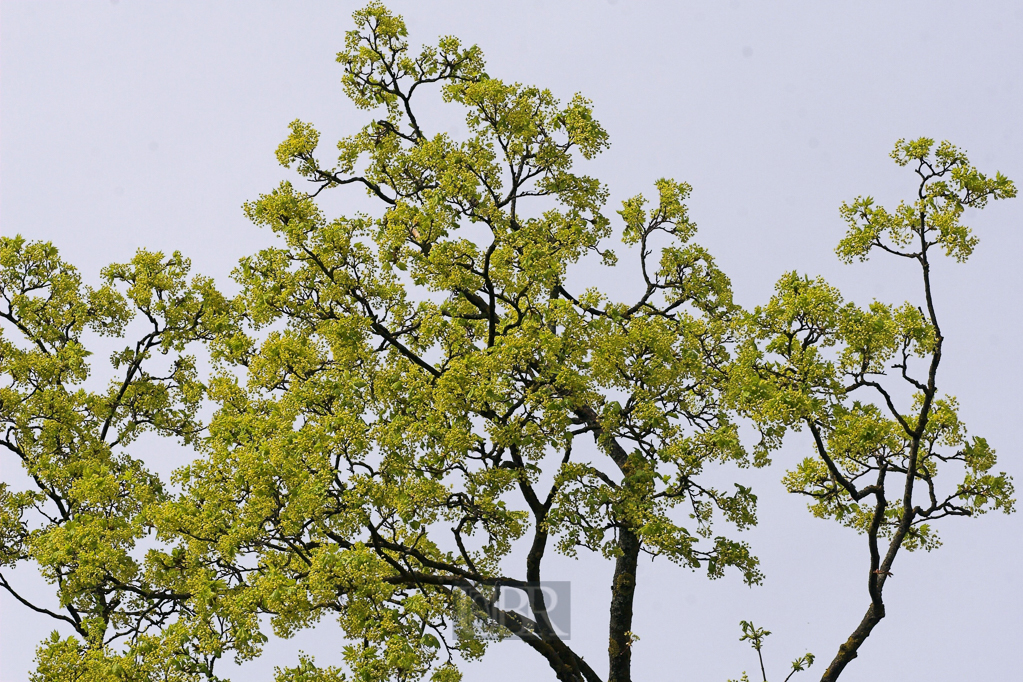 baum_im_fruehlingskleid_01